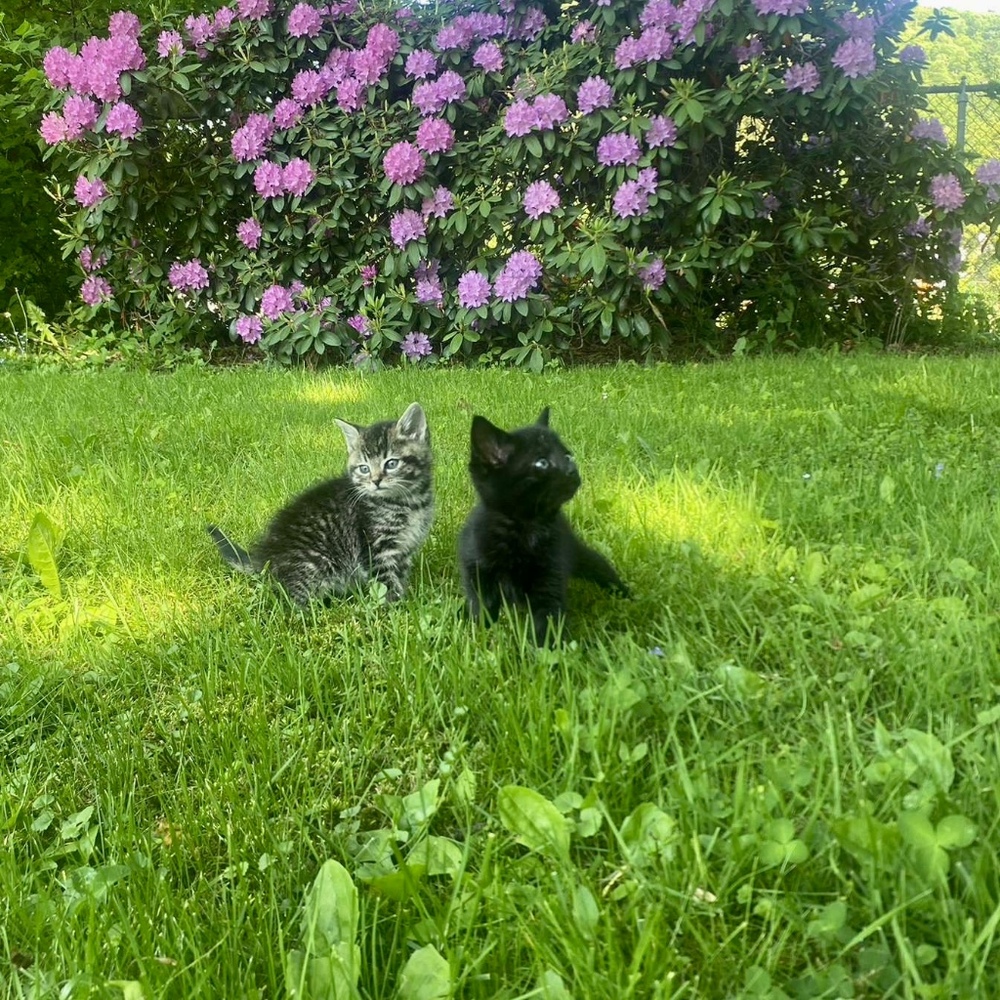 Meet your Posher, Maya